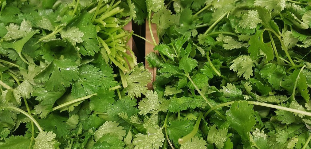 cilantro-1429136_1280-1024x697