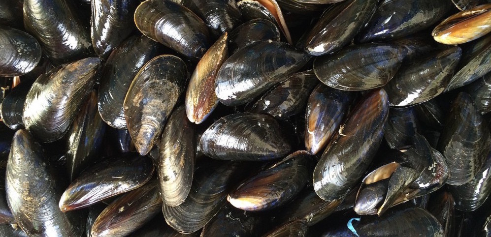 mussels-1665863_1280-1024x608