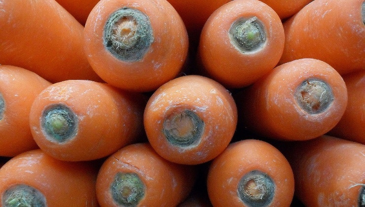 carote per la torta di carote americana