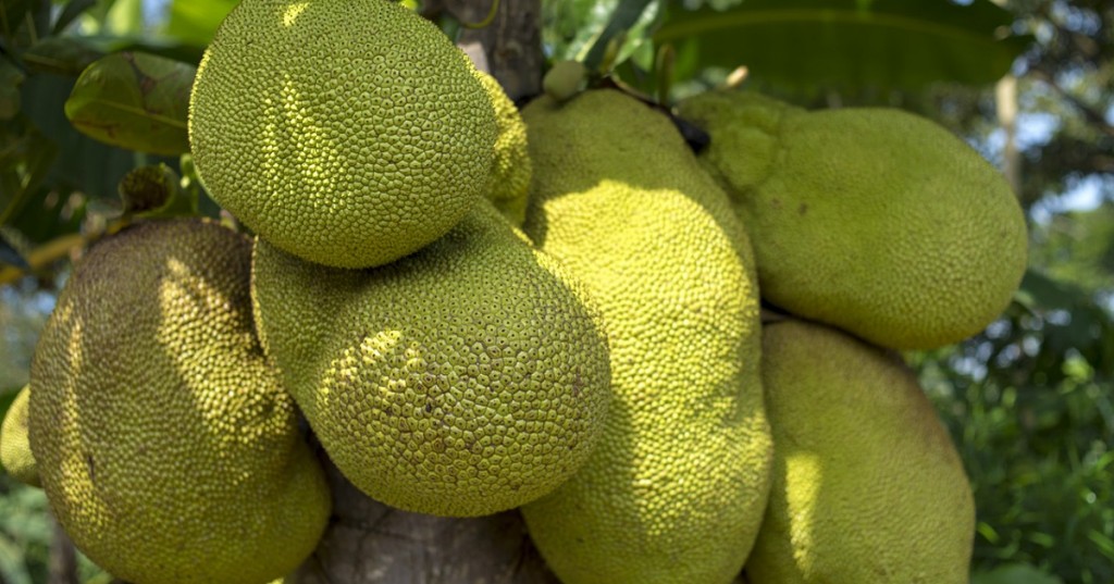 Jackfruit, il frutto che sa di carne conquista la tavola