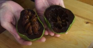 Zapote nero: il sorprendente frutto con il gusto di budino al cioccolato