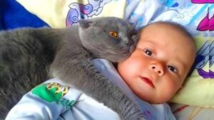Il gatto non lascia dormire il bambino da solo – Quando i genitori scoprono il motivo chiamano la polizia